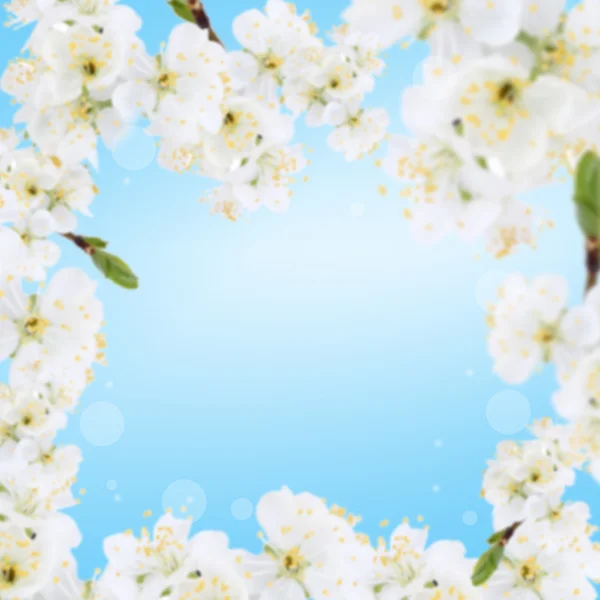 Marco de rama de árbol floreciente con flores blancas sobre fondo azul —  Fotos de Stock