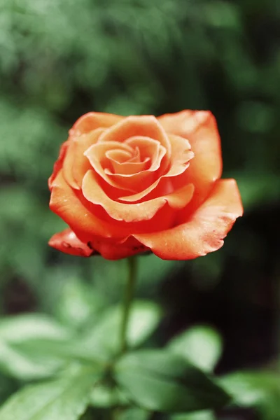 Beautiful rose in garden — Stock Photo, Image