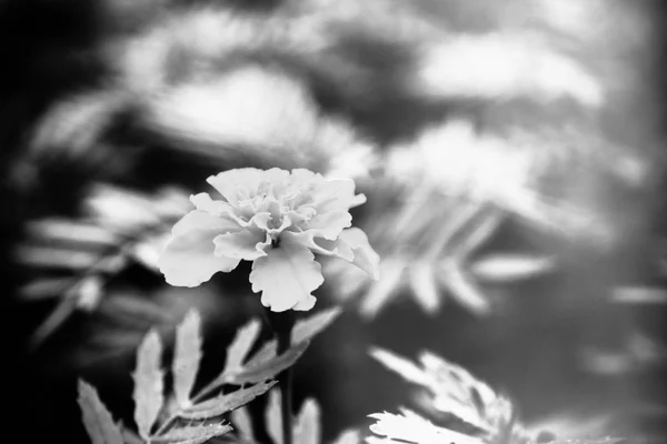 French marigolds flowers — Stock Photo, Image