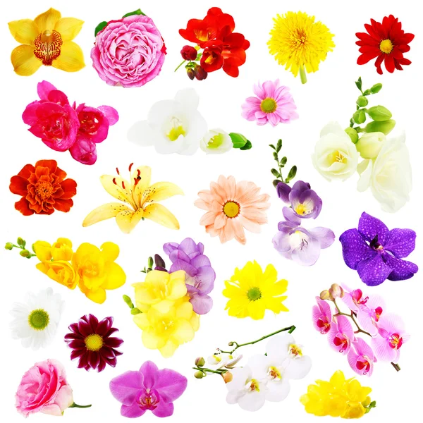 Collage aus schönen Blumen — Stockfoto