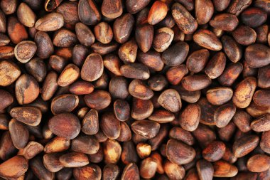 çam fıstığı arka plan