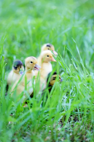 Pequenos patinhos bonitos na grama verde, ao ar livre — Fotografia de Stock