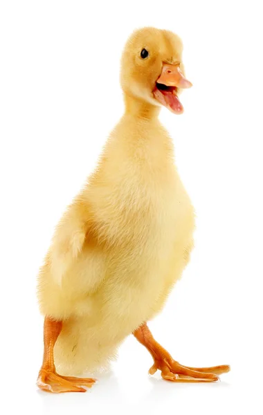 Little cute duckling — Stock Photo, Image