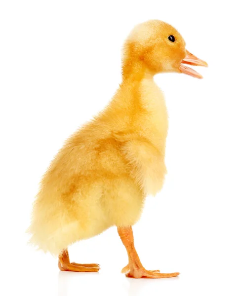 Little cute duckling — Stock Photo, Image