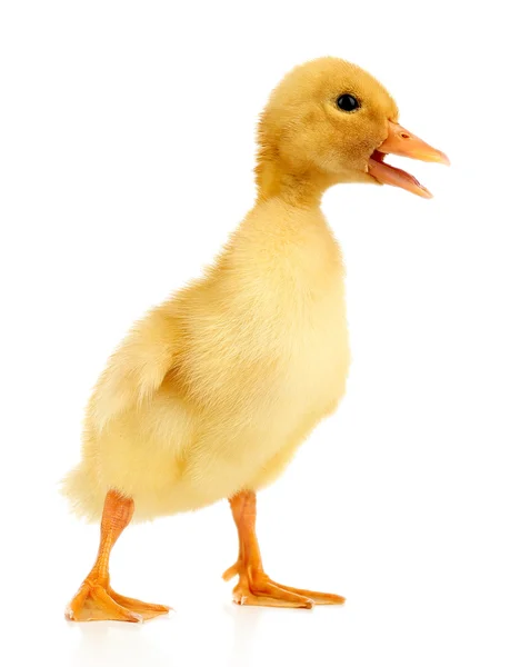 Pequeño patito lindo — Foto de Stock