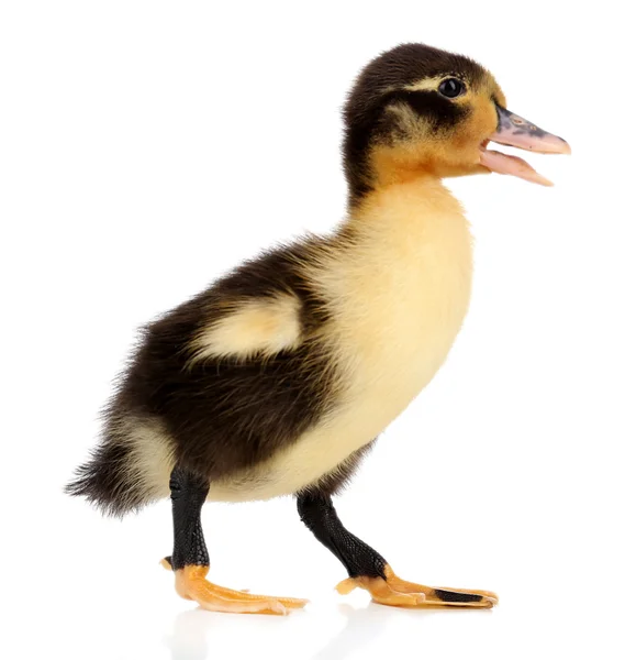 Little cute duckling — Stock Photo, Image