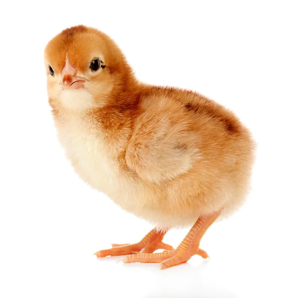 Pequeño pollo lindo — Foto de Stock