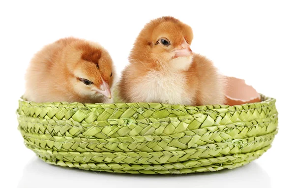 Malé roztomilé kuřat a vaječné skořápky — Stock fotografie