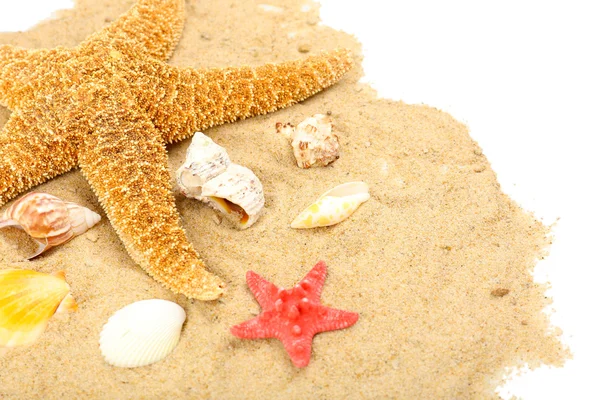 Różne muszle na piasku — Zdjęcie stockowe
