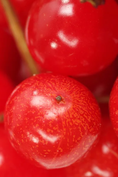 Primer plano de las bayas de viburnum — Foto de Stock