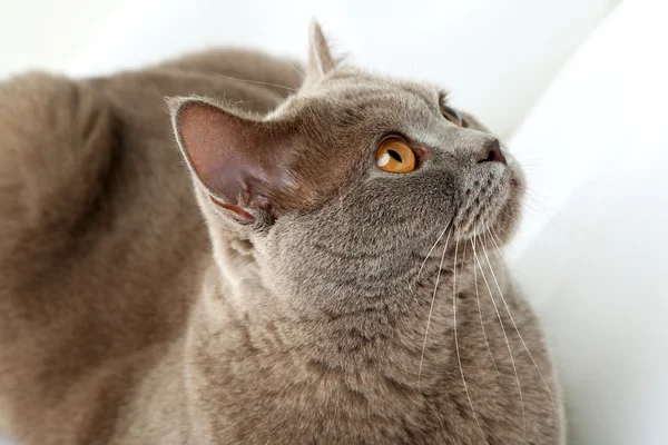 British Short hair cat on light background — Stock Photo, Image