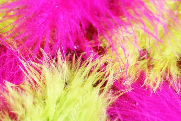 Colorful feather, close-up — Stock Photo, Image