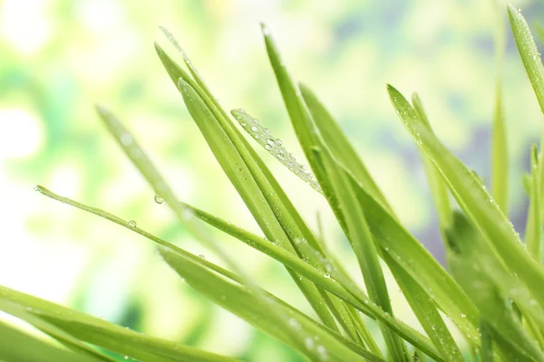 Fresh grass with dew drops — Stock Photo, Image