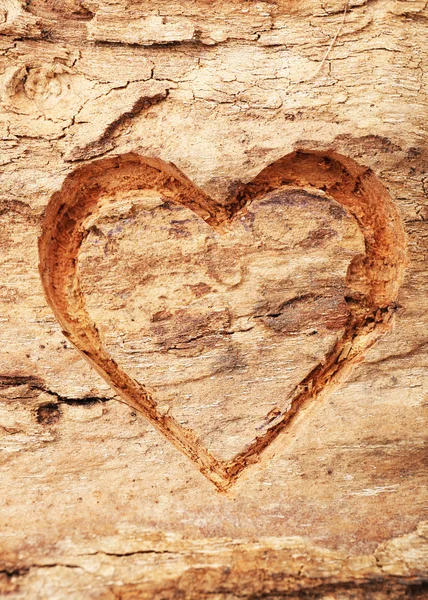 Corazón en corteza de árbol — Foto de Stock