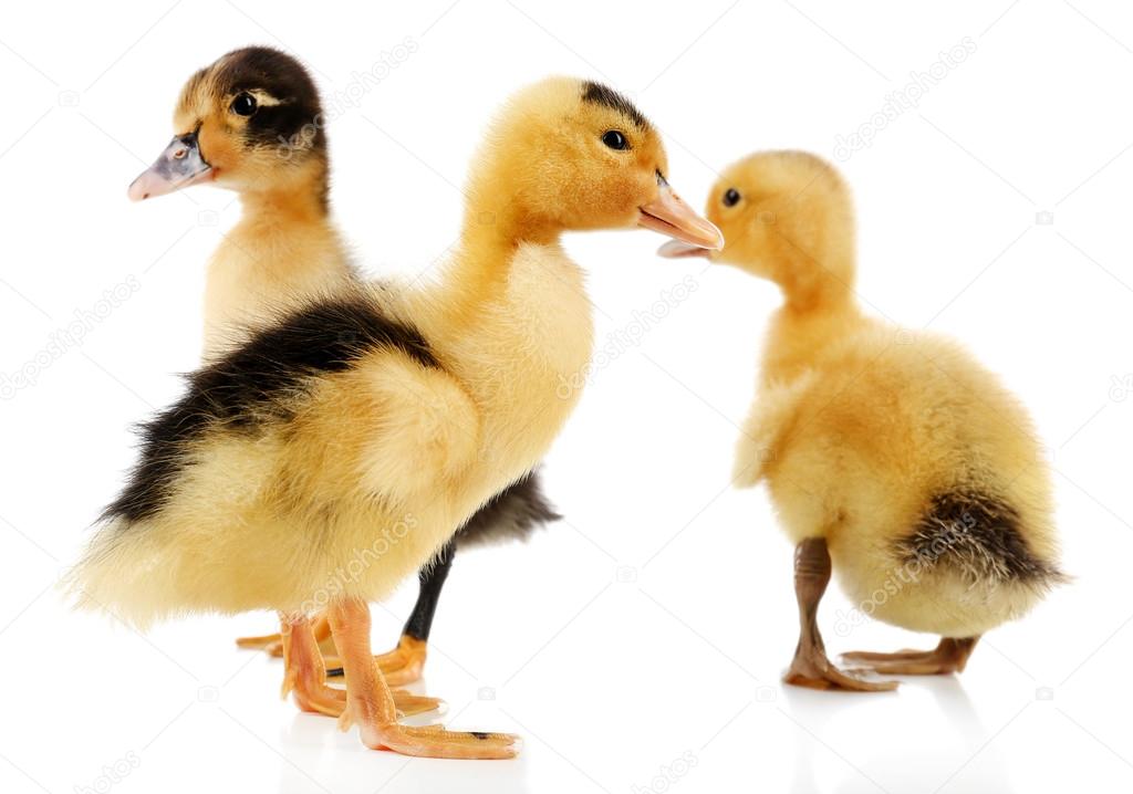 Little cute ducklings
