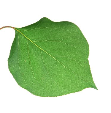 Beyaz üzerine kayısı yaprak