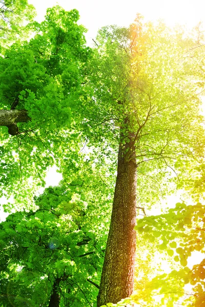 Hermosos árboles en el bosque — Foto de Stock