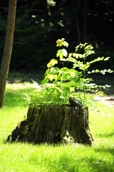 Albero moncone — Foto Stock