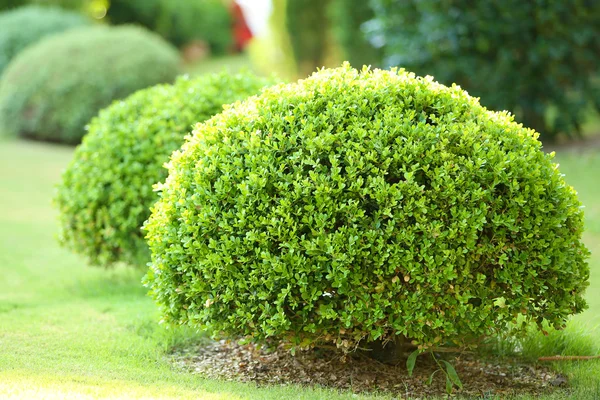緑豊かな茂み — ストック写真