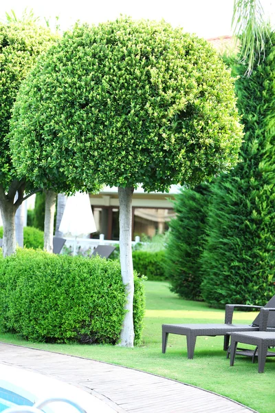 Hermoso árbol en el parque — Foto de Stock