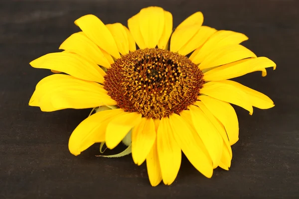 Beautiful sunflower on wooden background — Stock Photo, Image