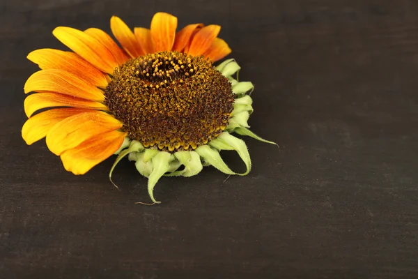 Tahta arka planda güzel bir ayçiçeği — Stok fotoğraf