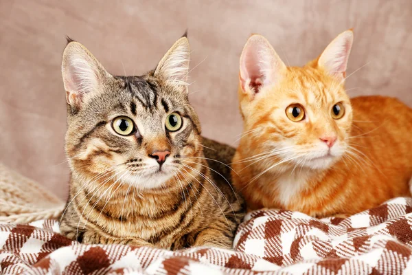 Due gatti su coperta su sfondo marrone parete — Foto Stock