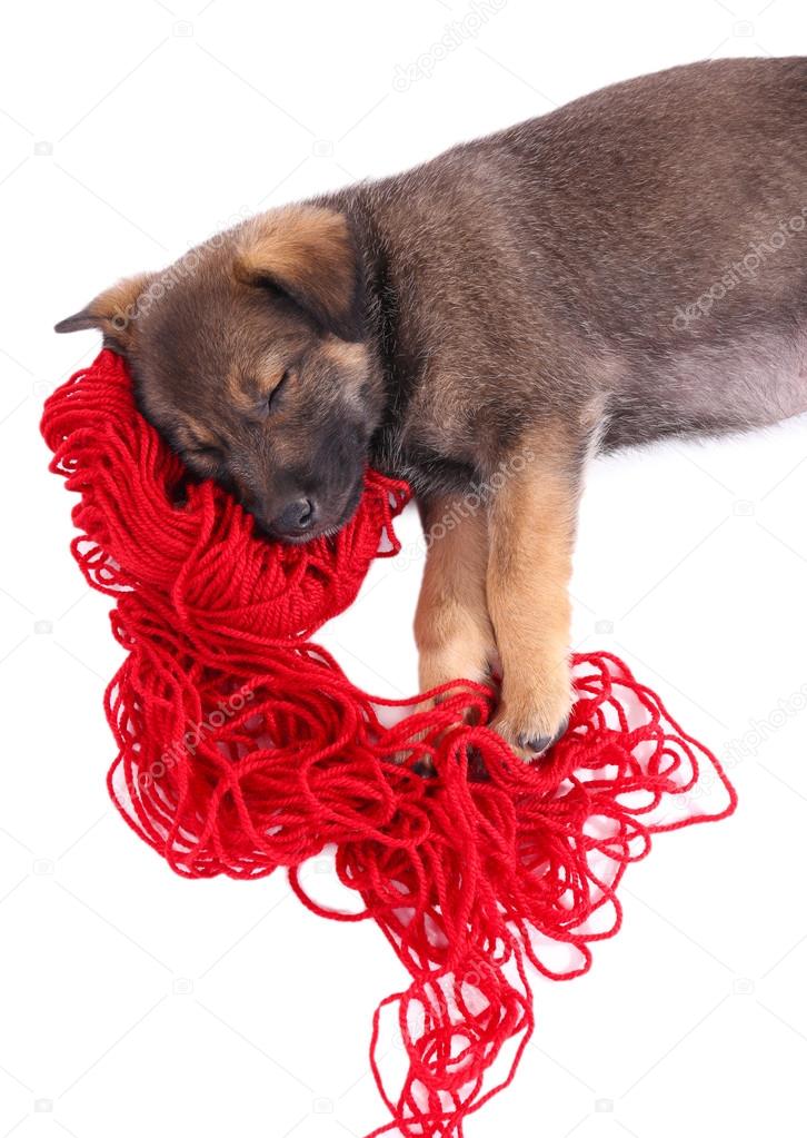 Puppy sleeping on a hank of red yarn isolated on white