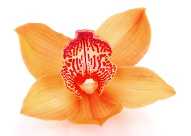 beyaz izole sarı tropikal orkide çiçek