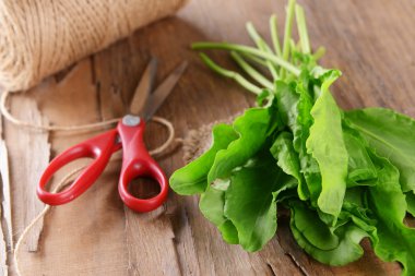 Kuzukulağı tablo yakın çekim üzerinde