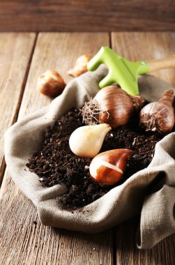 Çiçek soğanı ve toprak