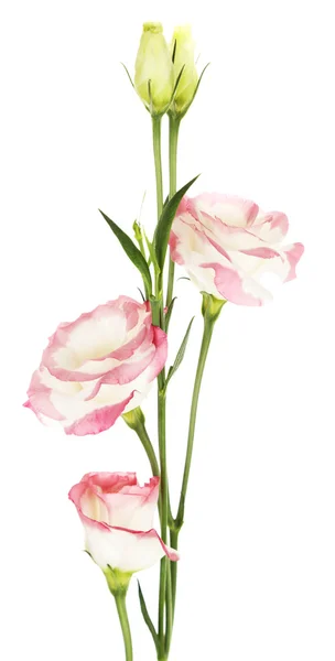 Lindas flores de eustoma — Fotografia de Stock