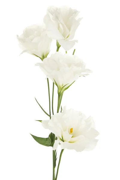 Hermosas flores de eustoma — Foto de Stock