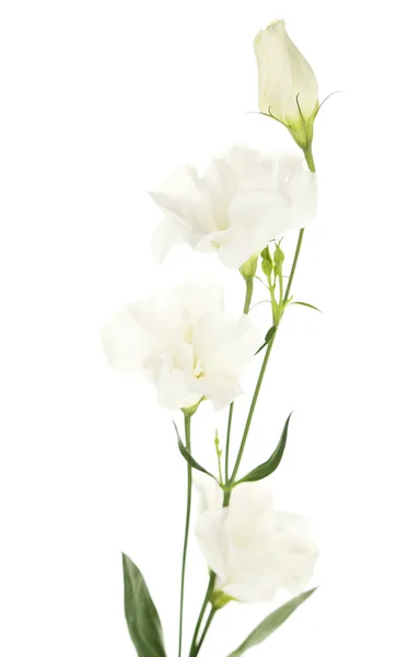 Schöne Eustoma-Blüten — Stockfoto