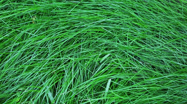 Groen gras als achtergrond — Stockfoto