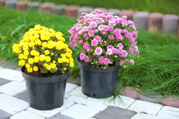 Yellow and lilac flowers — Stock Photo, Image