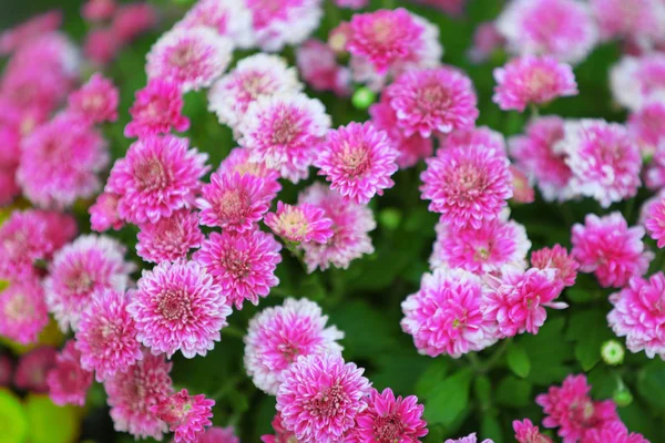 Fliederblüten aus nächster Nähe — Stockfoto