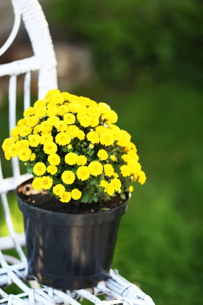 Gula blommor på wicker stol — Stockfoto