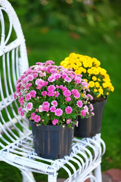 Flores amarelas e lilás — Fotografia de Stock