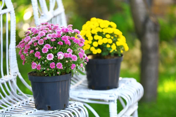 Flores amarelas e lilás — Fotografia de Stock