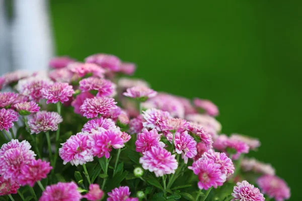 Lila blommor på grönt gräs bakgrund — Stockfoto