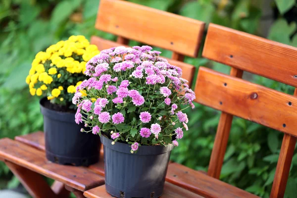 Yellow and lilac flowers — Stock Photo, Image