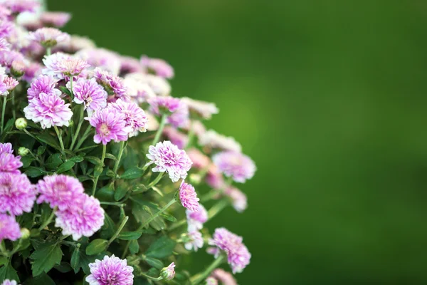 Fiori lilla su sfondo verde erba — Foto Stock