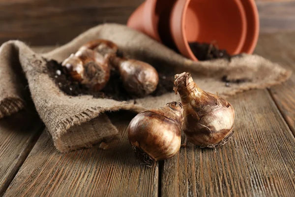 Flower bulbs and soil — Stock Photo, Image