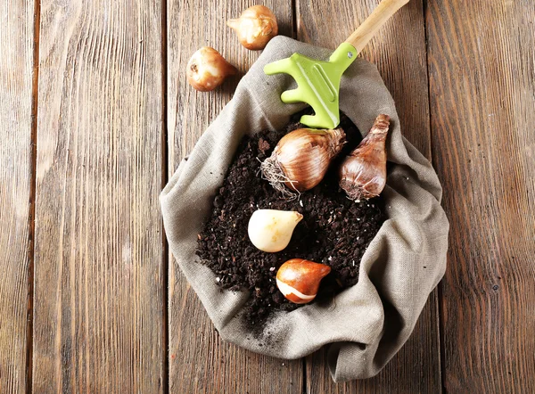 Flower bulbs and soil — Stock Photo, Image