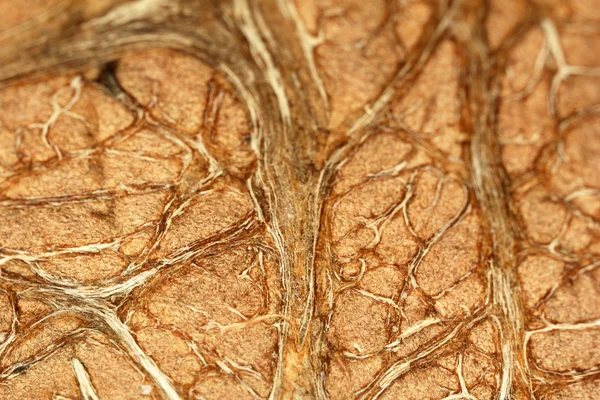 Close up of coconut — Stock Photo, Image