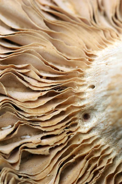 Крупним планом гриб — стокове фото