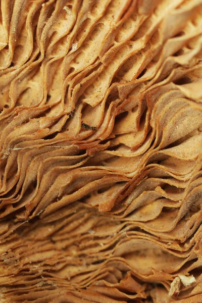 Close up of mushroom — Stock Photo, Image