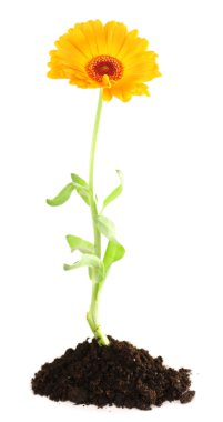 Topraktan büyüyen çiçek