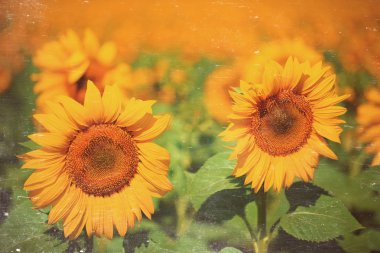 güzel ayçiçekleri alanı